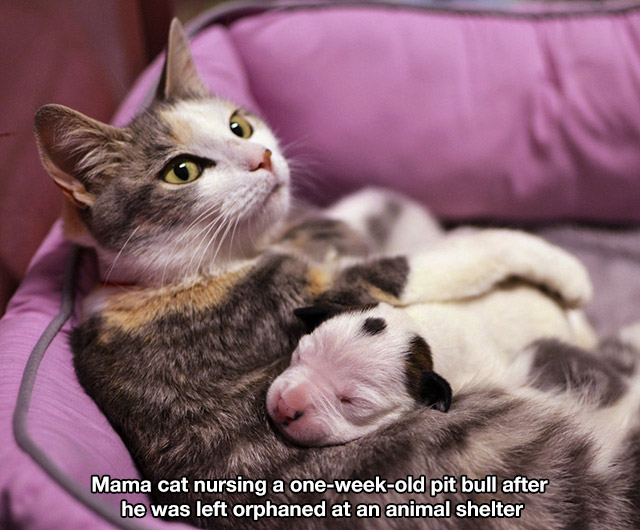 pit bull puppy and kitten - Mama cat nursing a oneweekold pit bull after he was left orphaned at an animal shelter
