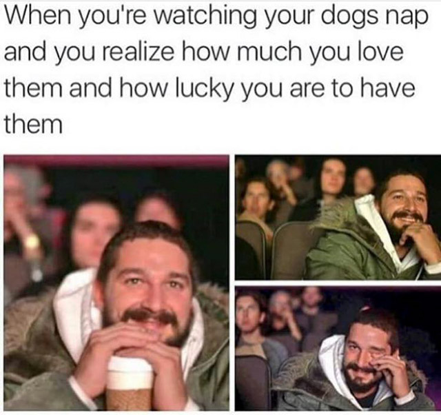 you re watching your dog nap - When you're watching your dogs nap and you realize how much you love them and how lucky you are to have them
