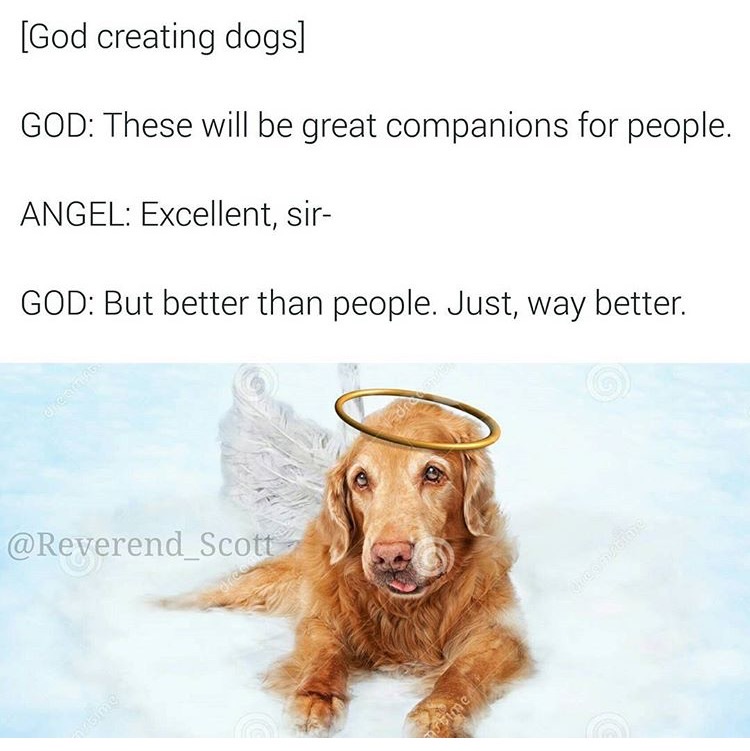 memes - dogs go to heaven - God creating dogs God These will be great companions for people. Angel Excellent, sir God But better than people. Just, way better.