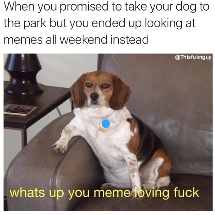 memes - what's up you meme loving fuck - When you promised to take your dog to the park but you ended up looking at memes all weekend instead whats up you meme loving fuck