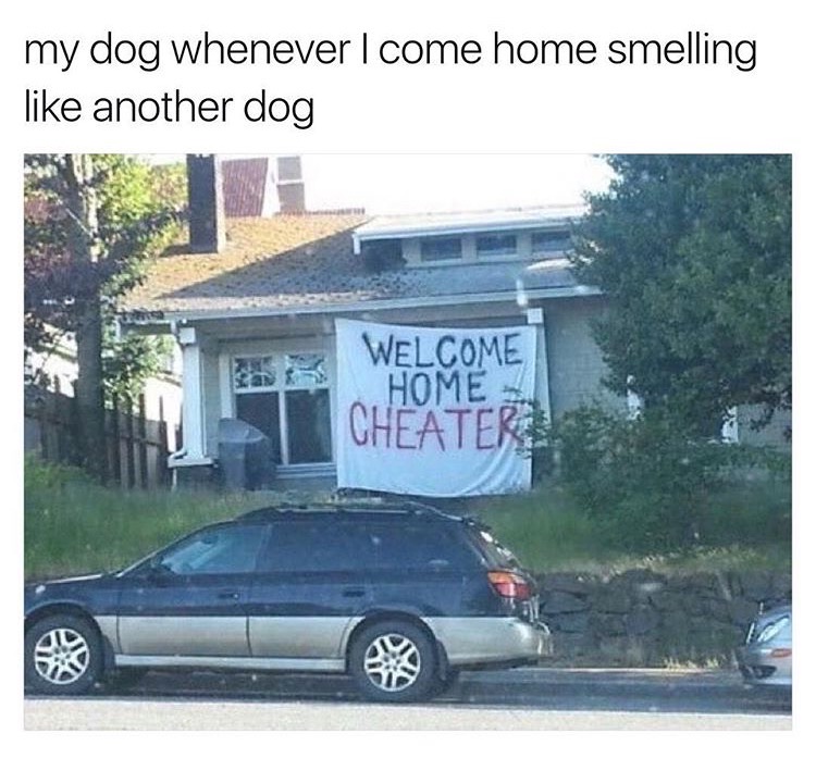 memes - beyonce lemonade - my dog whenever I come home smelling another dog Welcome S Home Cheater