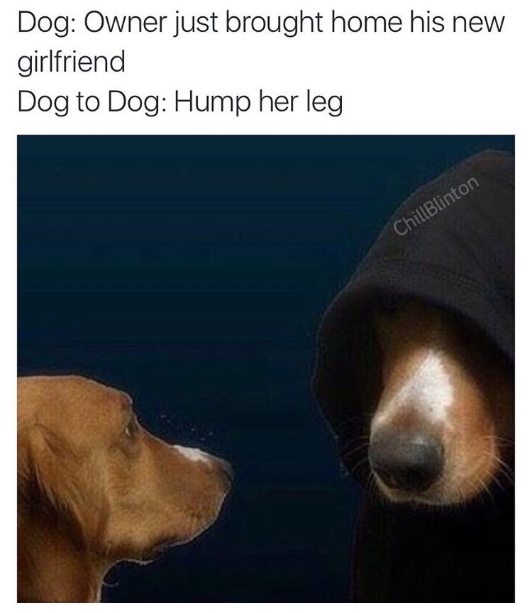 memes - dog boner meme - Dog Owner just brought home his new girlfriend Dog to Dog Hump her leg ChillBlinton