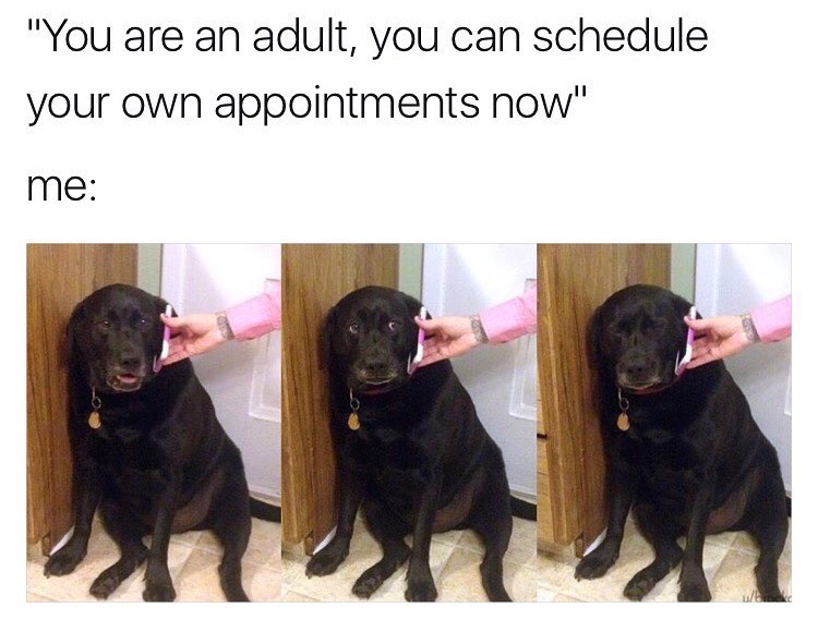 memes - funny dog - "You are an adult, you can schedule your own appointments now" me