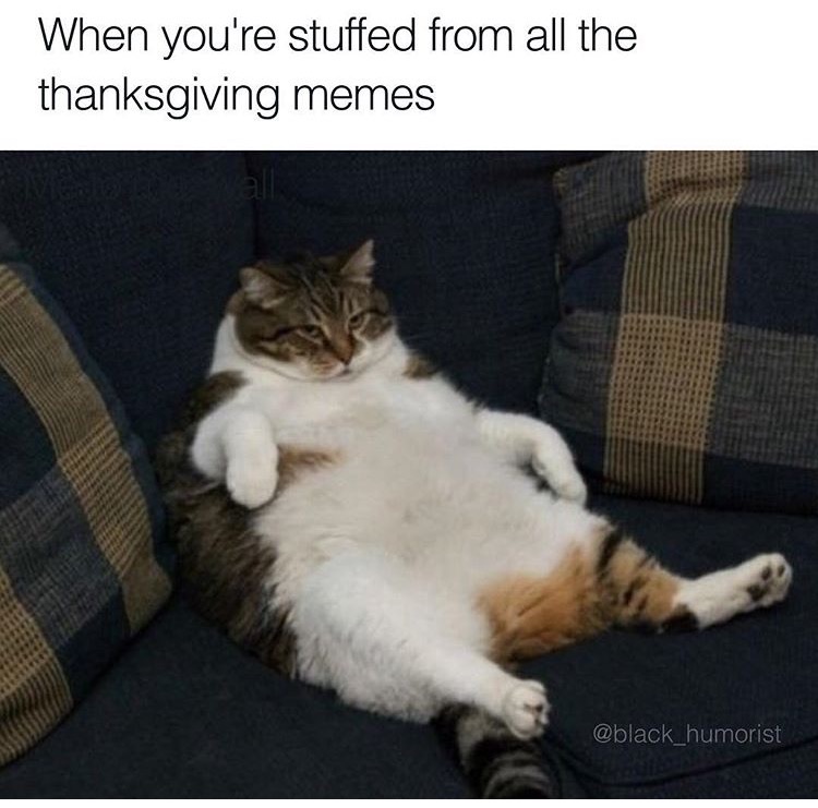memes - cat full belly - When you're stuffed from all the thanksgiving memes