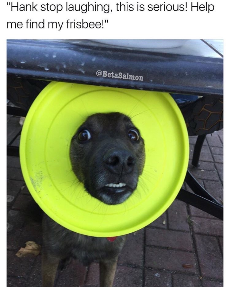 memes - dog frisbee fails - "Hank stop laughing, this is serious! Help me find my frisbee!"
