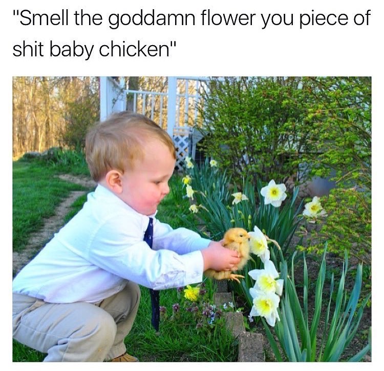 memes - freshest memes - "Smell the goddamn flower you piece of shit baby chicken"