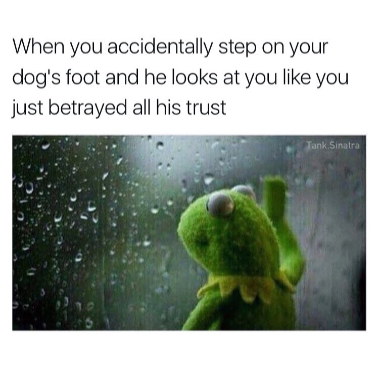 memes - memes that make you think - When you accidentally step on your dog's foot and he looks at you you just betrayed all his trust Tank Sinatra
