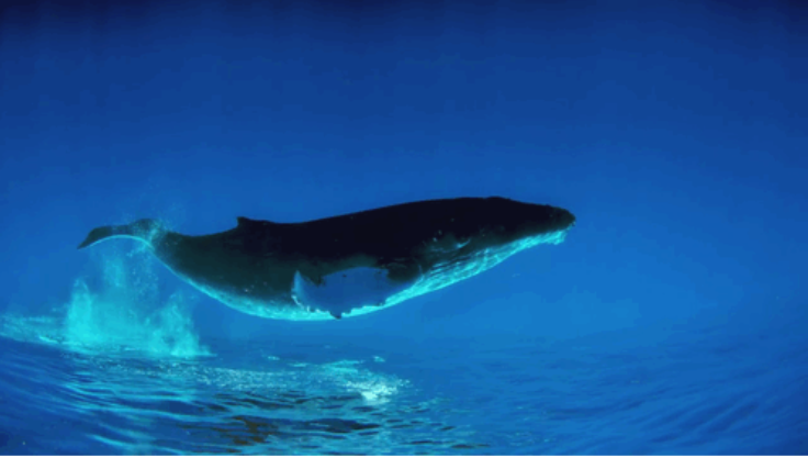 The 52-hertz whale is an individual whale from an unidentified species that has been regularly detected since the 1980s. Nicknamed the world's loneliest whale, it is believed to be the only creature of its kind calling at a frequency of 52 hertz.