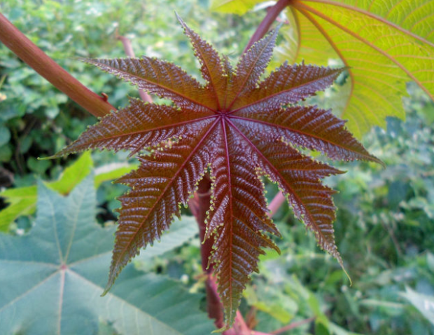 This list of poisonous plants is very helpful for avoiding accidental death, but could also provide a murderous individual with the perfect way to kill. The seeds in the castor oil plant below contain ricin, which is one of the world's most lethal toxins.