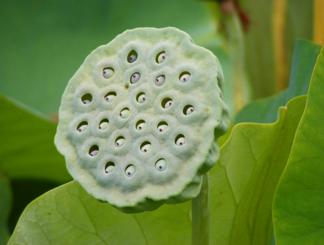 Trypophobia is the fear of irregular patterns or clusters of small holes or bumps. The brain is believed to associate these groupings with danger, as the holes look like those made by insects in fruit or skin wounds.