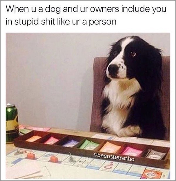 memes - you have no idea what you re doing meme - When u a dog and ur owners include you in stupid shit ur a person