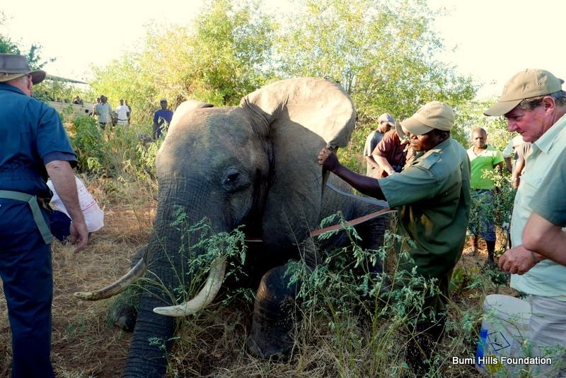 A 30-year-old elephant named Ben sought help at a safari lodge after being shot by poachers. The elephant waited patiently near the lodge for the 6 hours it took for a vet to fly in and dress his 3 bullet wounds.