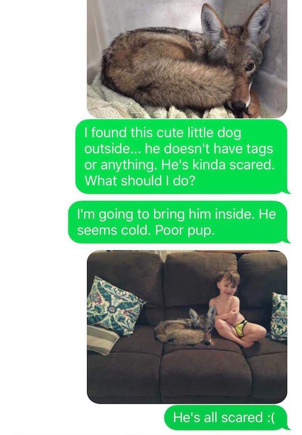 Husband loses mind as wife trolls him with 'adopted' coyote