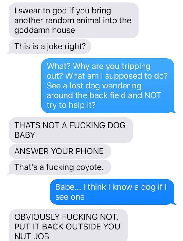 Husband loses mind as wife trolls him with 'adopted' coyote