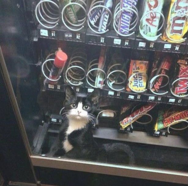 Hilarious Vending Machine Fails That Will Drive You Completely Insane