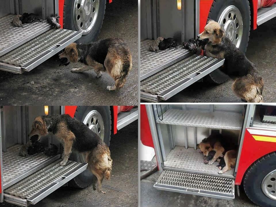 puppies in fire truck