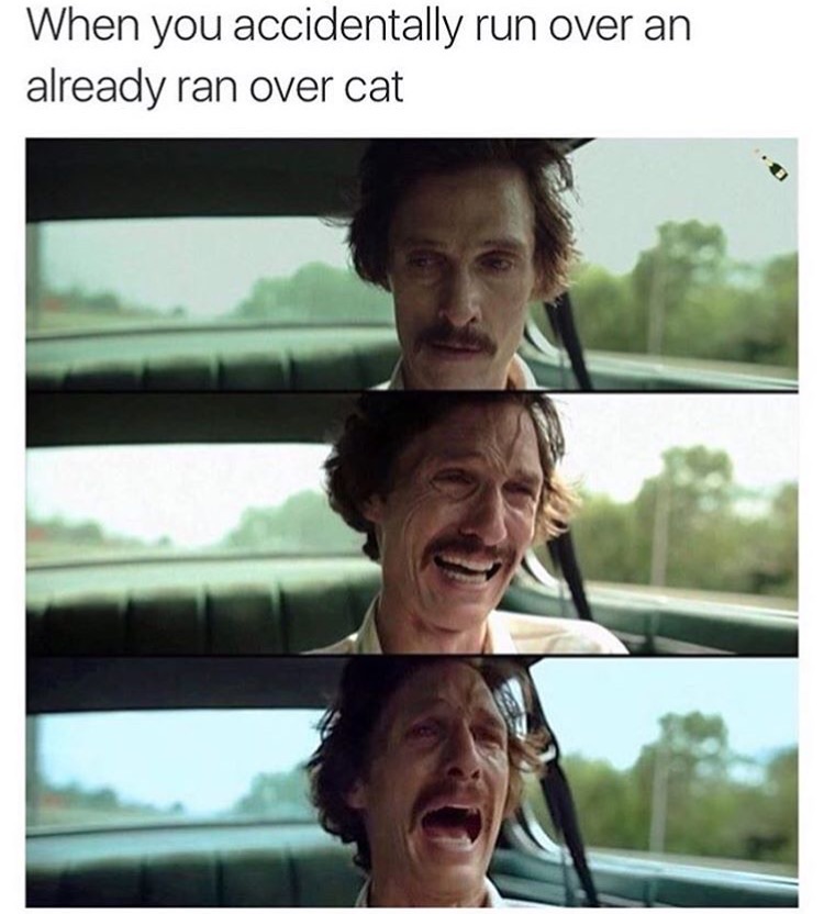 memes  -best meme maker - When you accidentally run over an already ran over cat