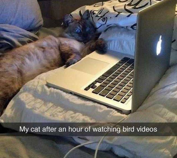 memes  -cat binge watching - My cat after an hour of watching bird videos