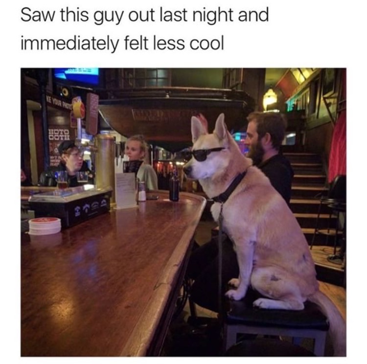 memes  -reddit found felix - Saw this guy out last night and immediately felt less cool