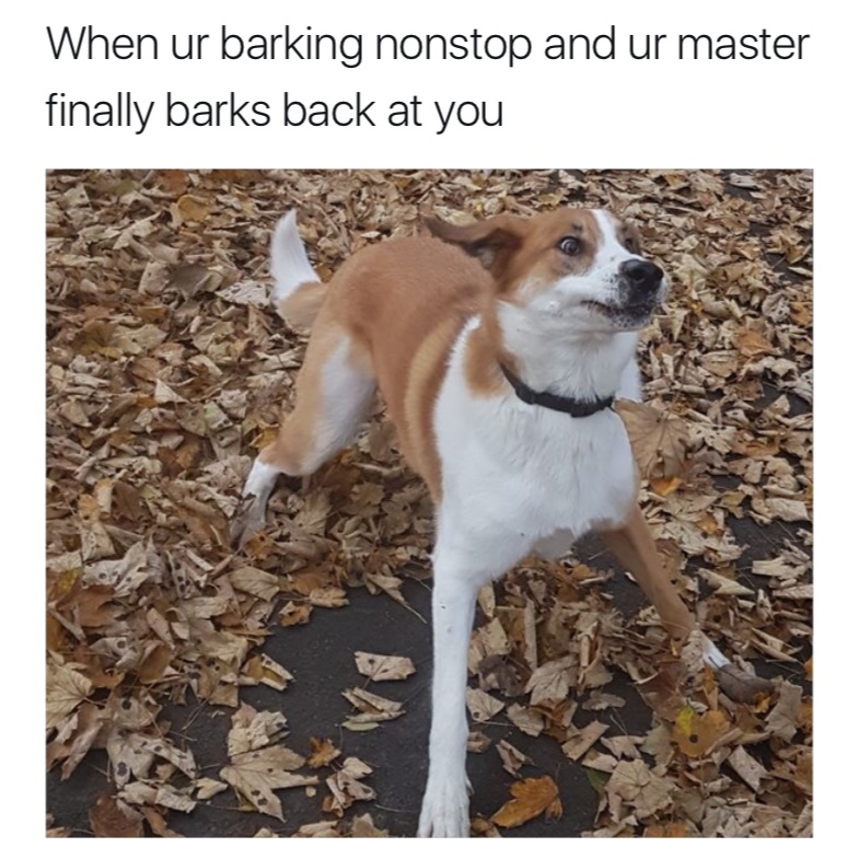 memes  -ur barking nonstop - When ur barking nonstop and ur master finally barks back at you