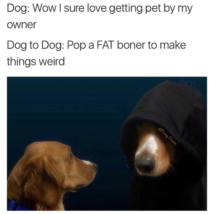 memes  -dog meme pop a fat boner - Dog Wow I sure love getting pet by my owner Dog to Dog Pop a Fat boner to make things weird Dony. Drama