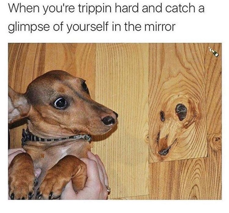 memes  -dog trapped in wood - When you're trippin hard and catch a glimpse of yourself in the mirror