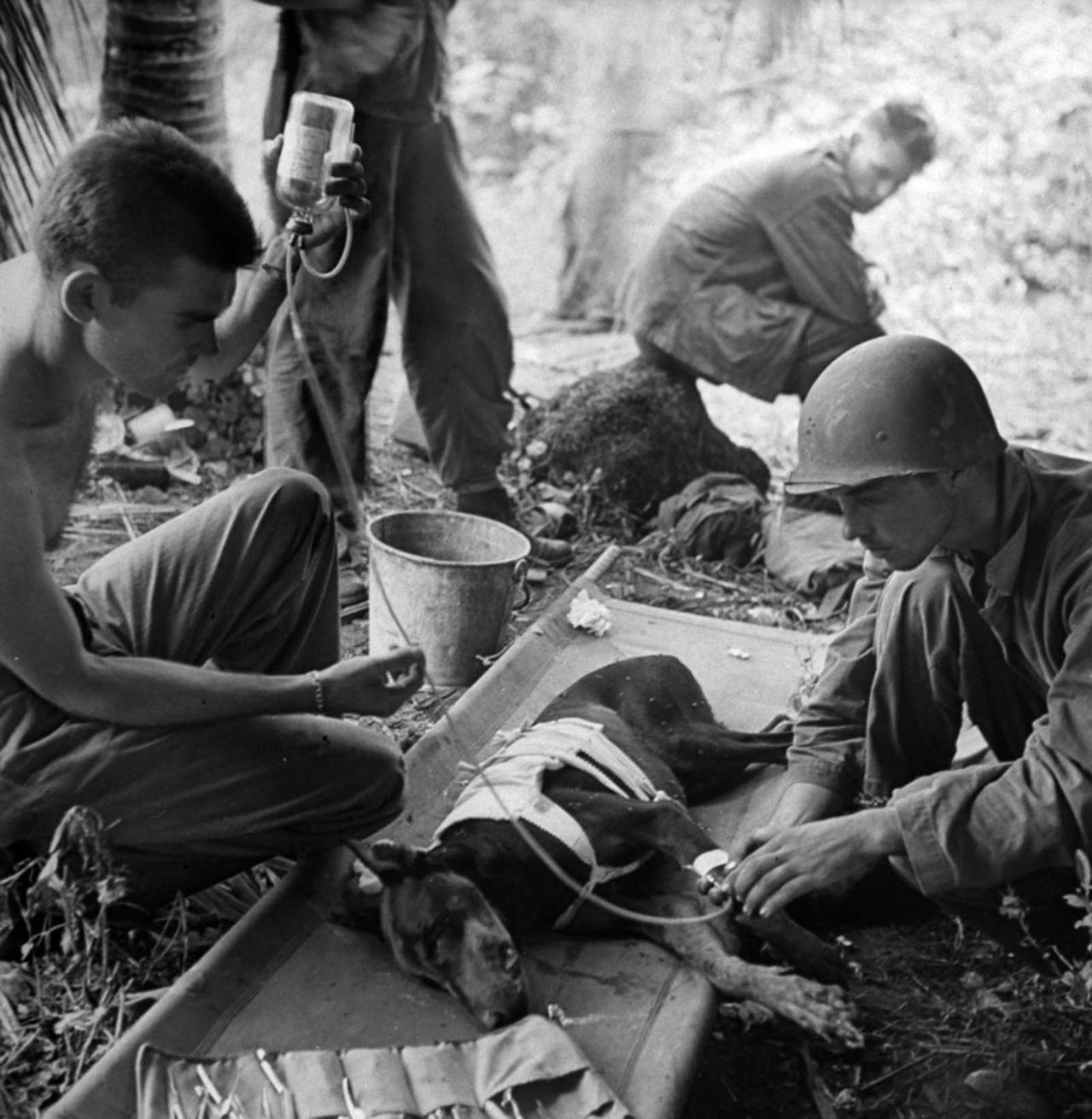 Wounded combat dog during action on the Orote Peninsula, 1944.

In the late summer of 1942, the Marine Corps decided to experiment with the use of dogs in war, which may have been a new departure for the Corps, but not a new idea in warfare. Since ancient times, dogs have served fighting men in various ways. The Romans, for instance, used heavy mastiffs with armored collars to attack the legs of their enemies, thus forcing them to lower their shields. On Guam, First Lieutenant William R. Putney commanded the 1st Dog Platoon and was the veterinarian for all war dogs on Guam. First Lieutenant William T. Taylor commanded the 2d Platoon. Both landed on the Asan-Adelup beach on Guam, while the 1st Platoon under Gunnery Sergeant L. C. Christmore landed with the 1st Provisional Brigade at Agat.
Man and dog searched out the enemy, awaited his coming, and caught him by surprise around the Marine perimeter or while on patrol. In addition, they found snipers, routed stragglers, searched out caves and pillboxes, ran messages, and protected the Marines’ foxholes as they would private homes. The dogs ate, slept, walked, and otherwise lived with their masters. The presence of dogs on the line could promise the Marines there a night’s sleep, for they alerted their handlers when the enemy came near. Overall, some 350 war dogs served in the Guam operation.
Early on in the Guam operations, some dogs were wounded or killed by machine gun and rifle fire, and incoming mortars were as devastating to the dogs as they were to the Marines. When the dogs were wounded, the Marines made a point of getting them to the rear, to the veterinarian, as quickly as possible. In the liberation of Guam, 20 dogs were wounded and 25 killed.
From the end of the campaign to the end of the war in the Pacific, Guam served as a staging area for war dogs, of which 465 served in combat operations. Of the Marine Corps war dogs, 85 percent were Doberman Pinschers, and the rest mainly German Shepherds. At the end of the Pacific War, the Marine Corps had 510 war dogs.
