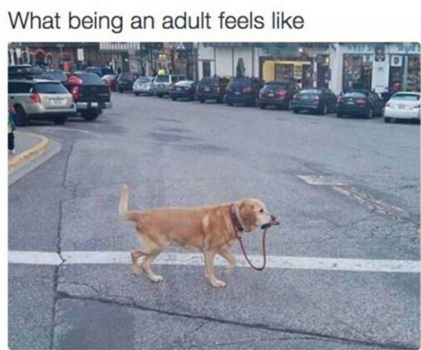 Memes That Show How Much it Sucks to be an Adult