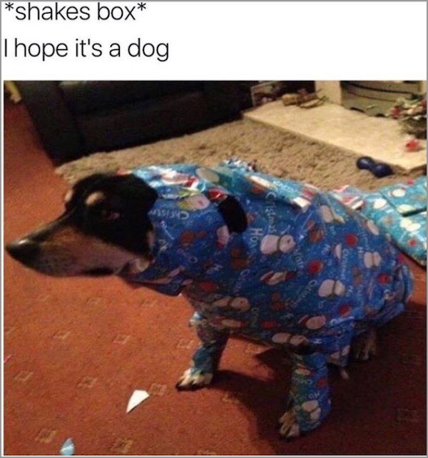 memes - hope it's a dog - shakes box I hope it's a dog