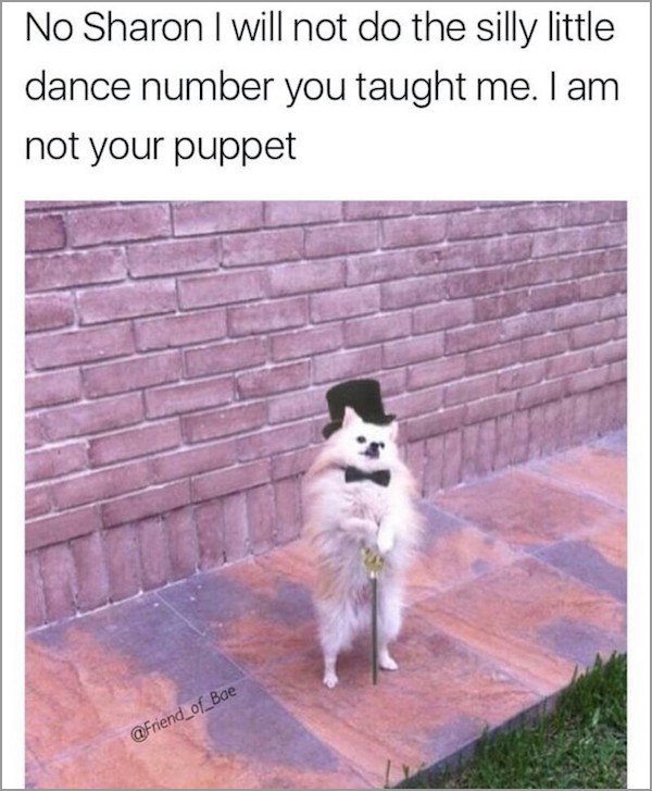 memes - hooman boi - No Sharon I will not do the silly little dance number you taught me. I am not your puppet