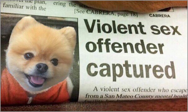 memes - pomeranian - we planering the se familiar with the See Cabrera, page 1 Cabrera Violent sex offender captured A violent sex offender who escape from a San Mateo County mental hew