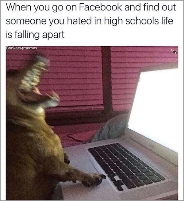 memes - good memes to send to friend s - When you go on Facebook and find out someone you hated in high schools life is falling apart Bonkers4memes