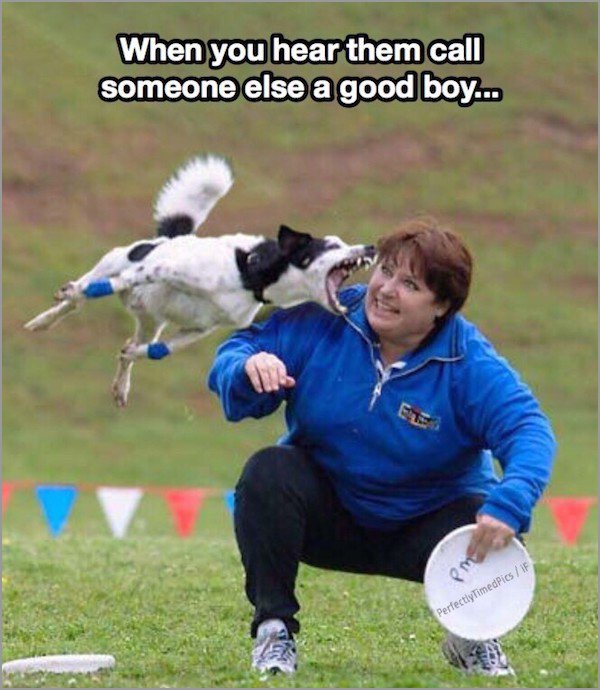 memes - funny dog bite - When you hear them call someone else a good boy... Perfectly Timed Pics If 29