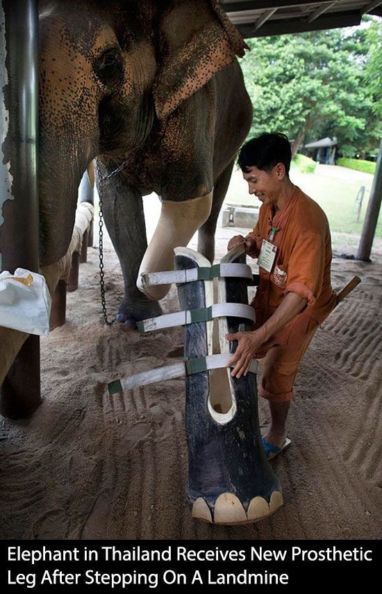 Animal - occ Elephant in Thailand Receives New Prosthetic Leg After Stepping On A Landmine