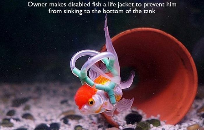 people helping animals - Owner makes disabled fish a life jacket to prevent him from sinking to the bottom of the tank