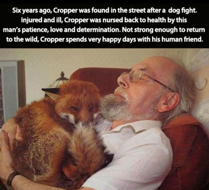 fox with human - Six years ago, Cropper was found in the street after a dog fight. Injured and ill, Cropper was nursed back to health by this man's patience, love and determination. Not strong enough to return to the wild, Cropper spends very happy days w