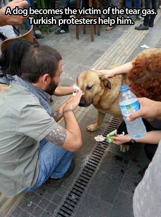 people help animals - Adog becomes the victim of the tear gas. Turkish protesters help him. Jurken propre