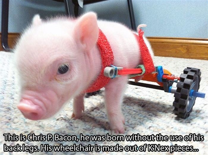 animal wheelchair - This is Chris P. Bacon, he was born without the use of his backlegs. His wheelchair is made out of K'Nex pieces.co