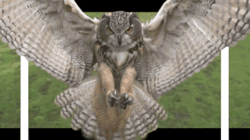 3-D GIFs are eye meltingly awesome