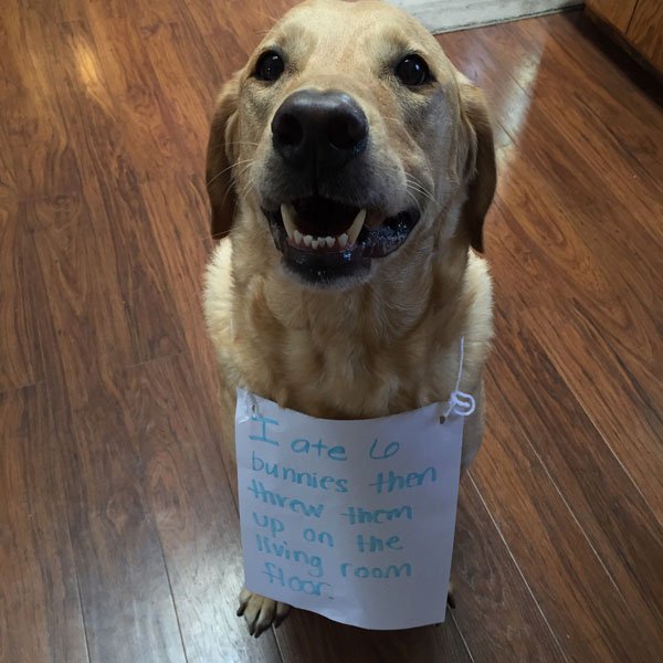 Pets working their way into the ‘Hall of Shame’