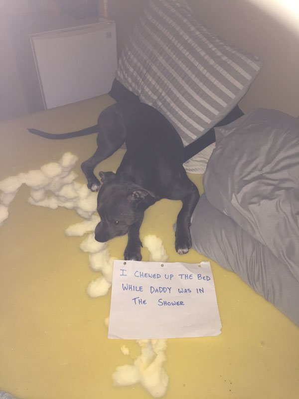 Pets working their way into the ‘Hall of Shame’