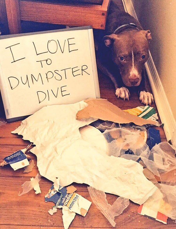 Pets working their way into the ‘Hall of Shame’