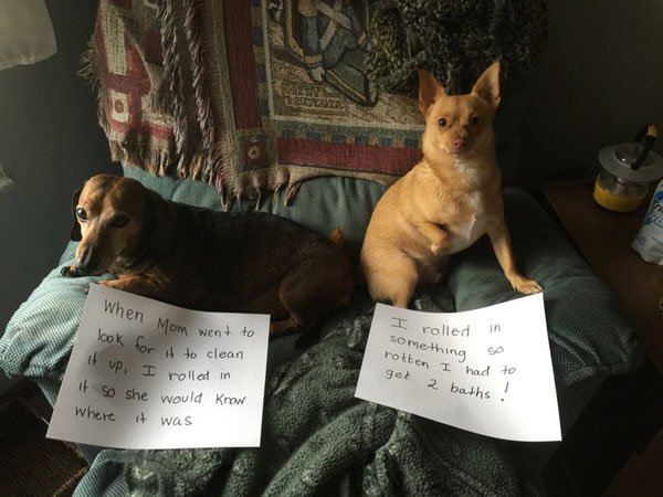 Pets working their way into the ‘Hall of Shame’