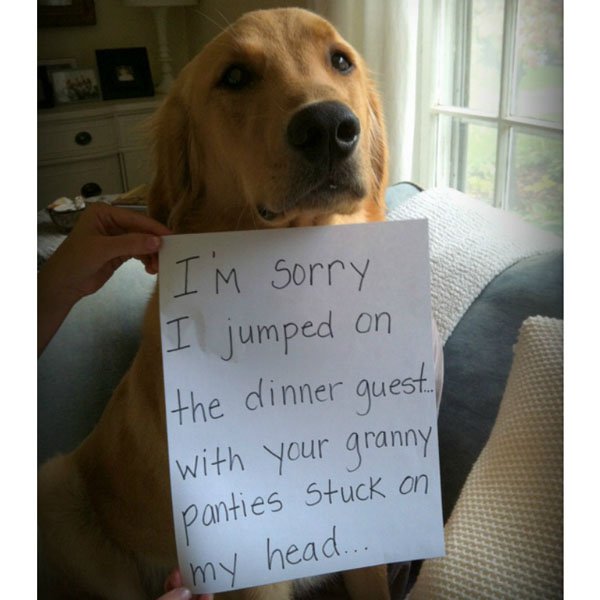 Pets working their way into the ‘Hall of Shame’