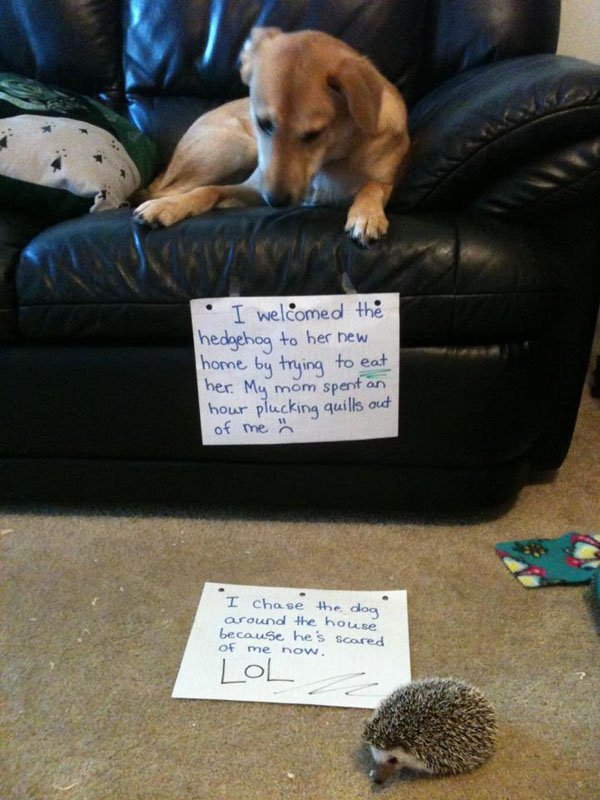 Pets working their way into the ‘Hall of Shame’