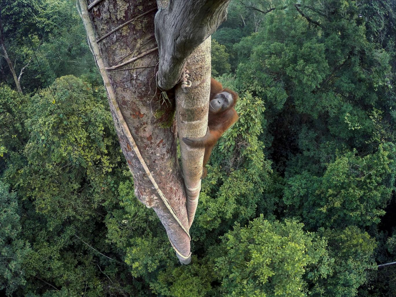 Orangutan’s climb taken on a GoPro, is Wildlife Photo of the year 2016