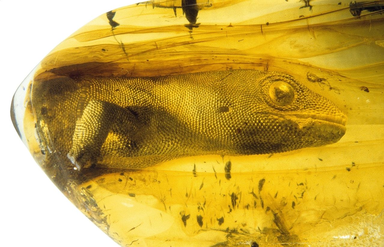 54 million year old gekko preserved in Amber