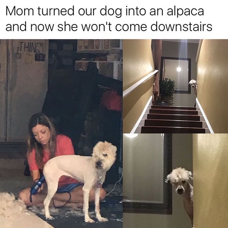memes - mom new pet alpaca - Mom turned our dog into an alpaca and now she won't come downstairs