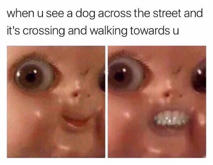 memes - stare at you - when u see a dog across the street and it's crossing and walking towards u