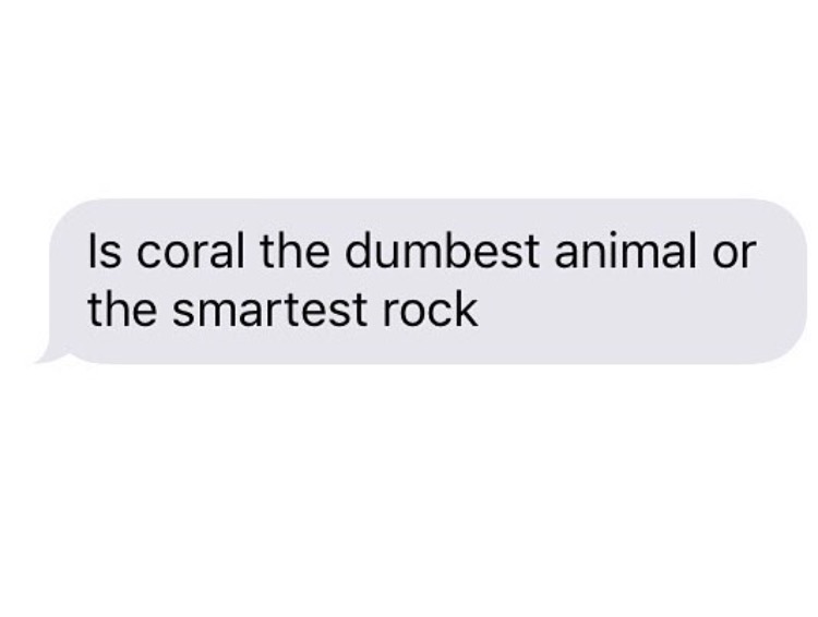 memes - organization - Is coral the dumbest animal or the smartest rock